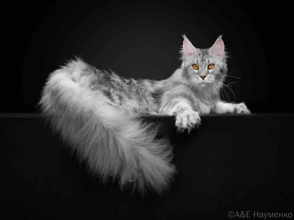 pitomnik-TSUSHIMA ISLAND-main-coon-kupit-koshku