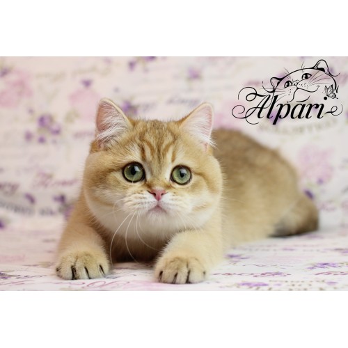 pitomnik-alpari-britanskaja-shinshilla-kupit-kotenka