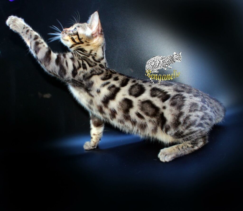 pitomnik-benganelio-bengalskaya-koshka-kupit-koshku