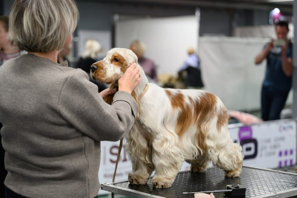 pitomnik-dash-of-magic-anglijskij-koker-spaniel-kupit-shchenka