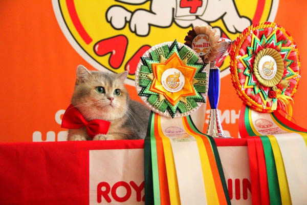 pitomnik-deborkader-britanskaja-koshka-kupit-kotenka