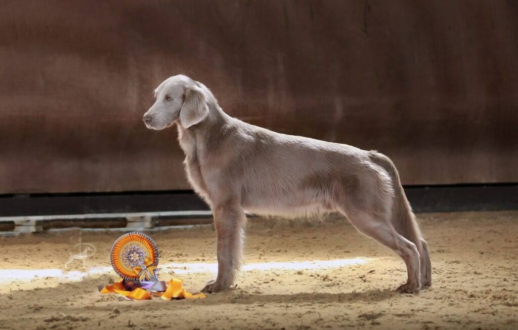 pitomnik-fantom-indigo-veymaraner-gde-kupit-shchenka