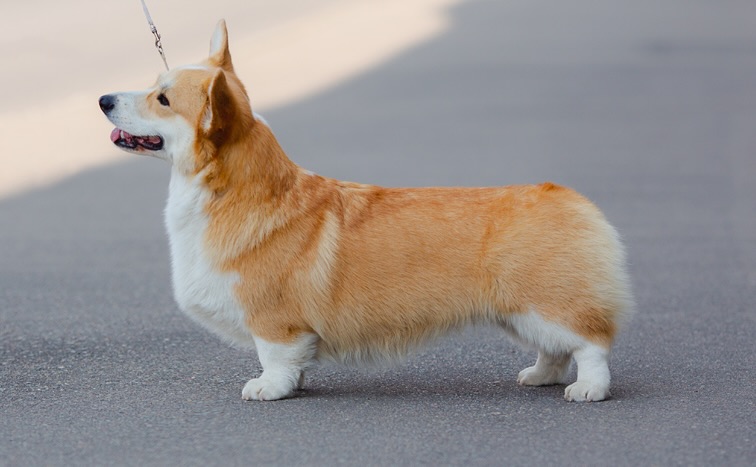 pitomnik-foxband-velsh-korgi-pembrok-gde-kupit-shchenka