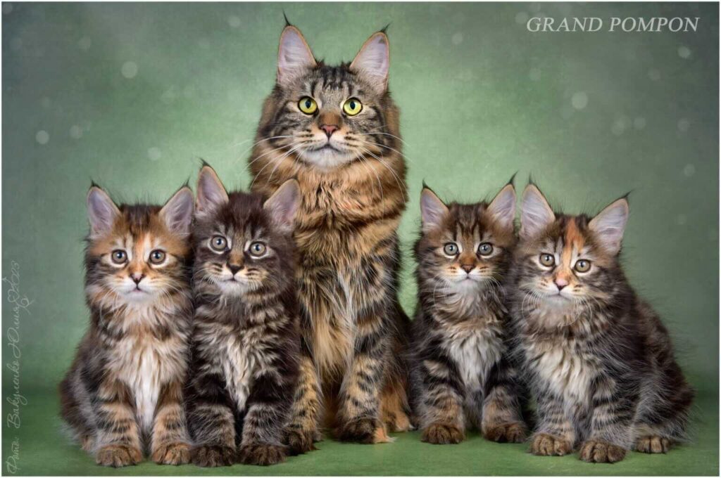 pitomnik-grand-pompon-kurilskiy-bobteyl-kupit-kotenka