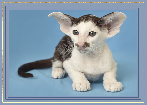 pitomnik-helsingor-orientalnaya-koshka-kupit