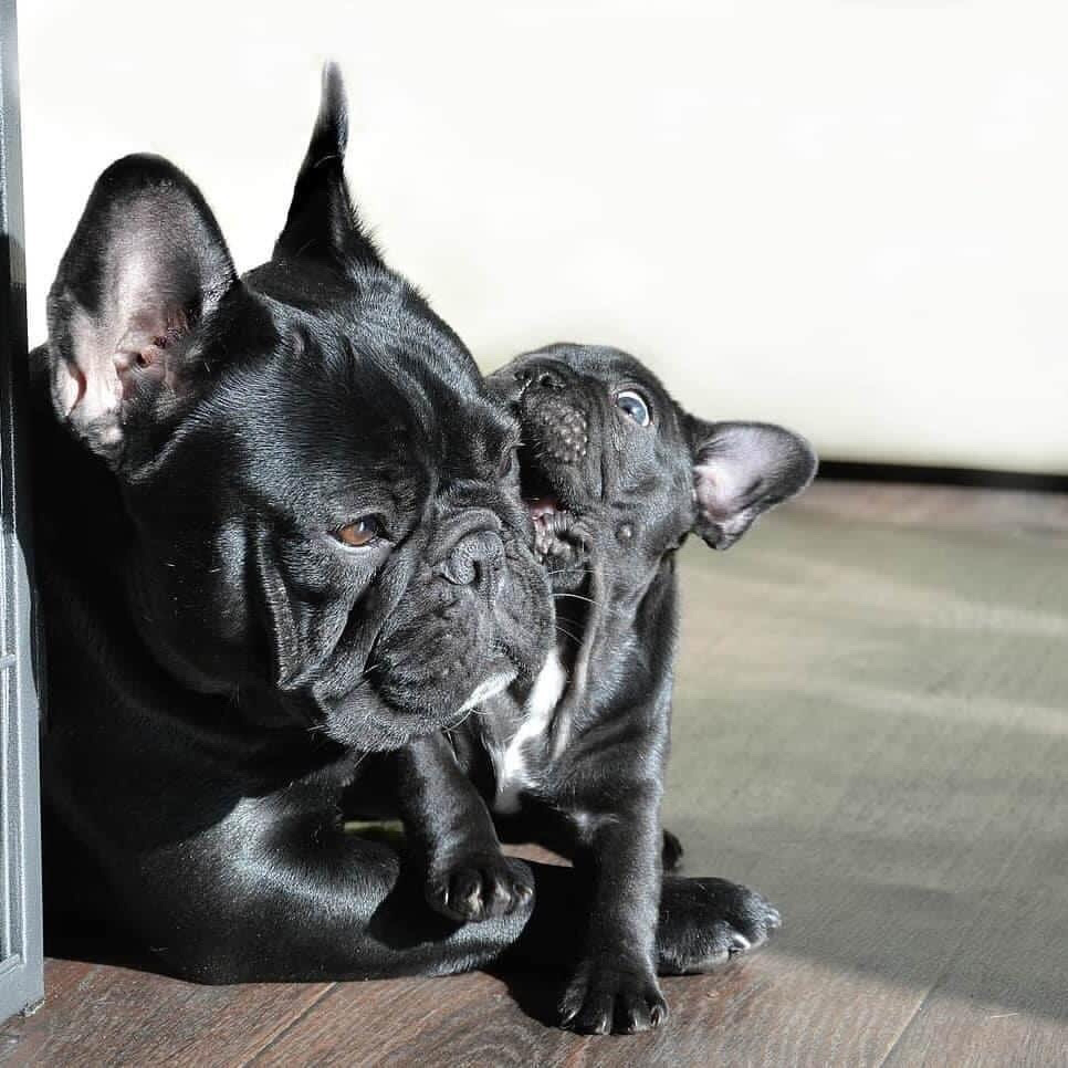 pitomnik-jantars-frantsuzskiy-buldog-prodazha-shenka