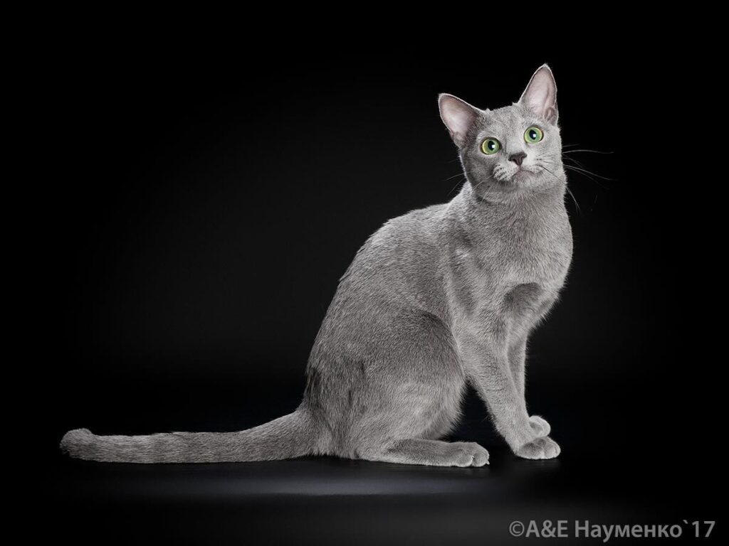 pitomnik-jemchujina-neba-russkaya-golubaya-koshka-prodazha-kotenka