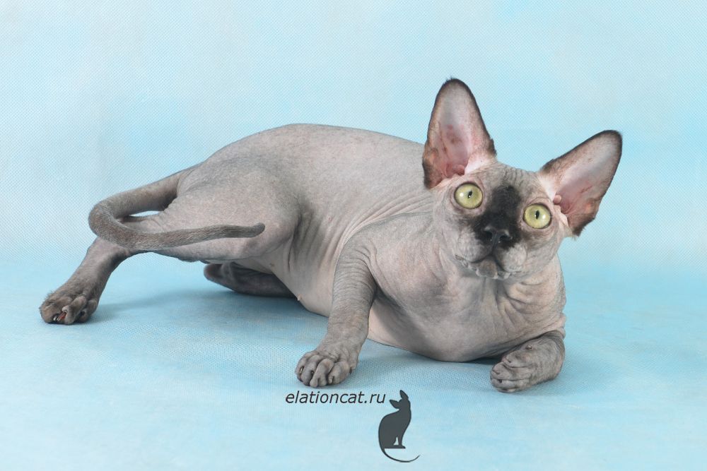 pitomnik-koshek-elation-kanadskij-sfinks-kupit-kotenka