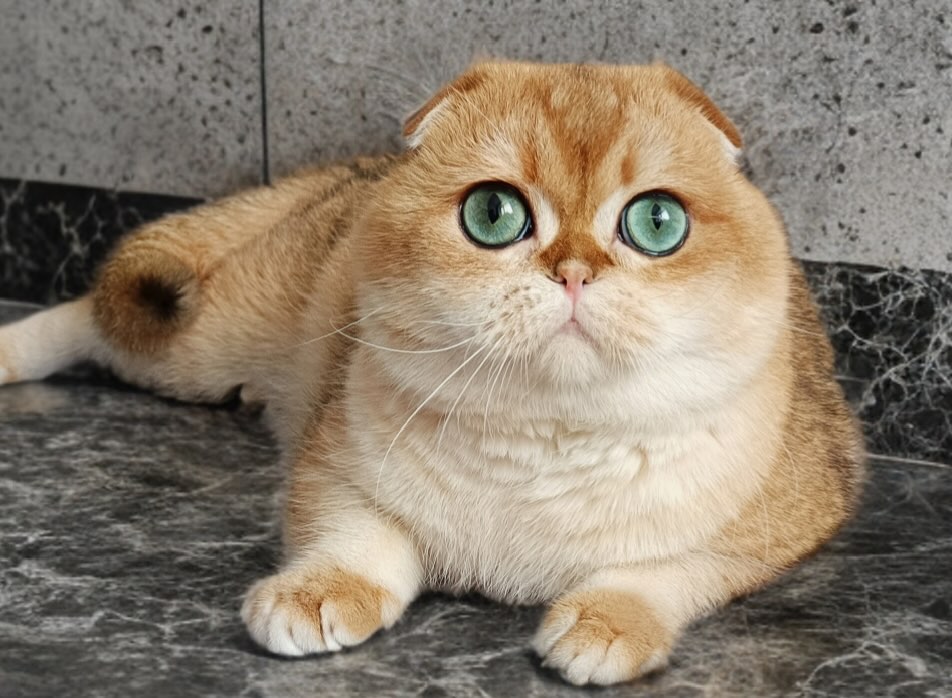 pitomnik-koshek-shotlandskih-KRISTAL ROSE-kupit