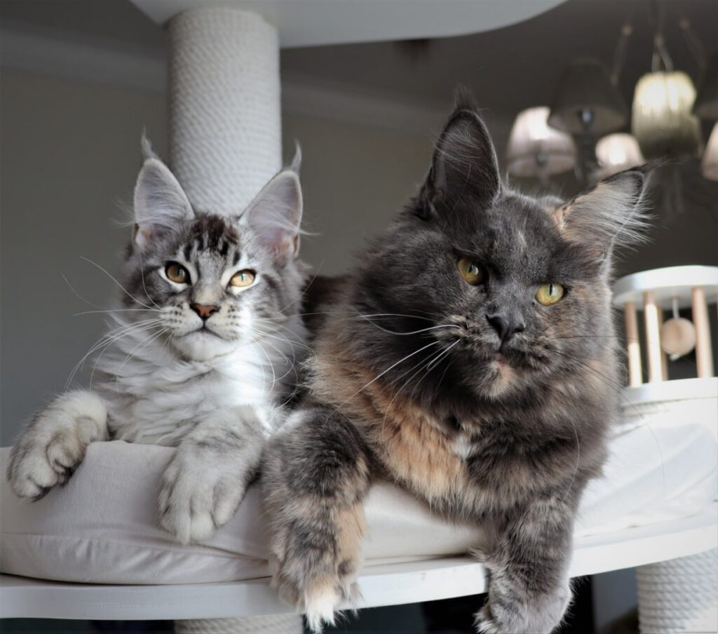 pitomnik-kotoamatsukami-prodazha-kotenka-mein-coona