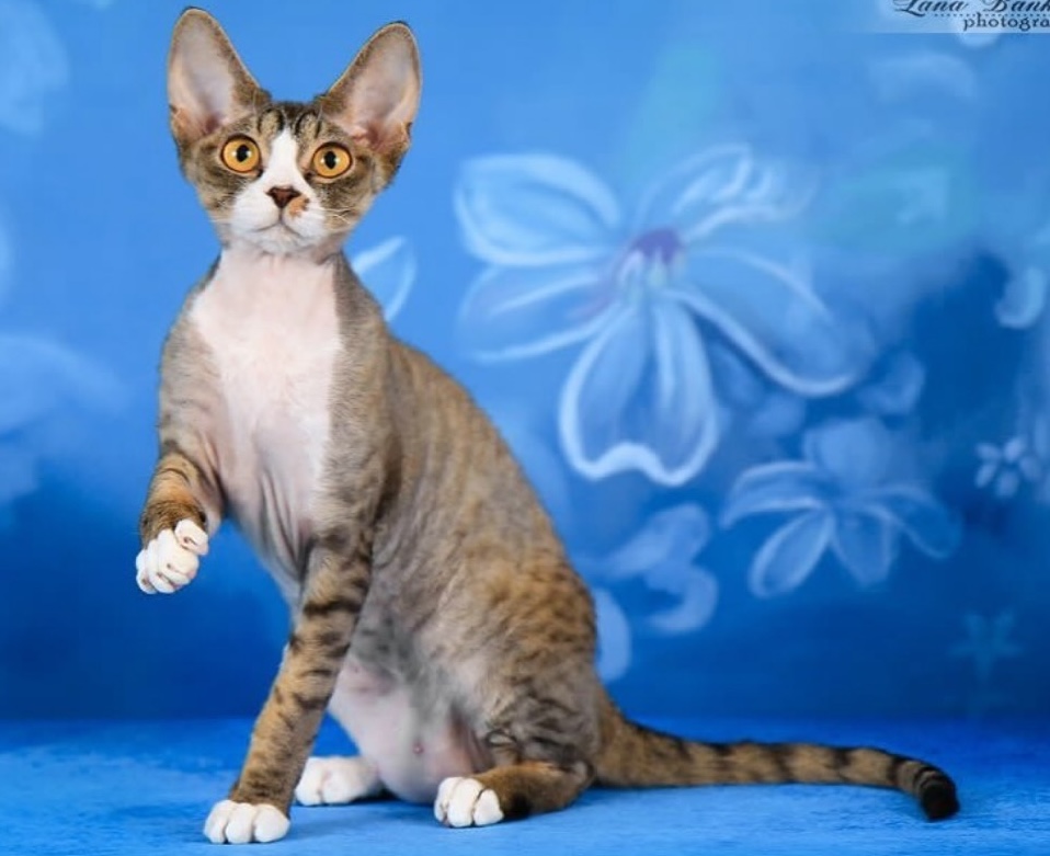 pitomnik-liebe-tier-devon-rex-prodazha-kotenka