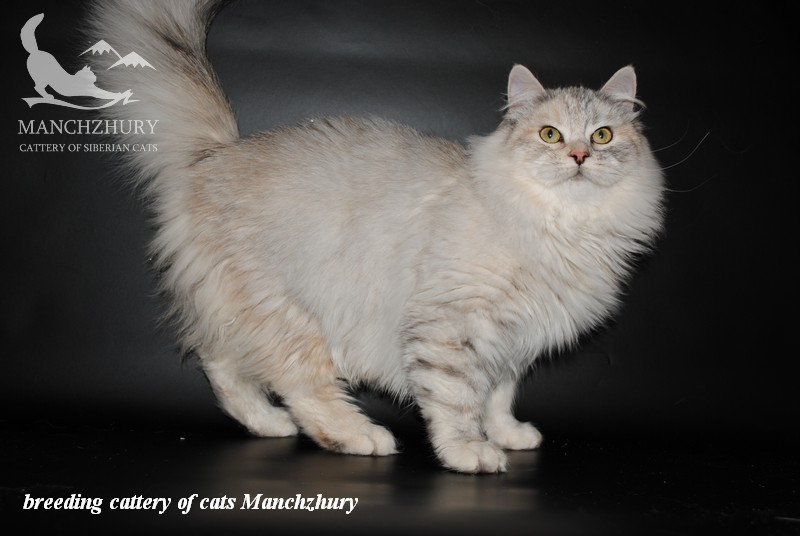 pitomnik-manchzhury-sibirskaja-koshka-kupit