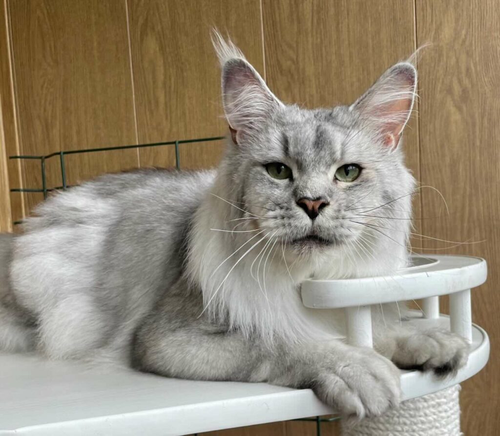 pitomnik-naomi-neko-main-coon-gde-kupit