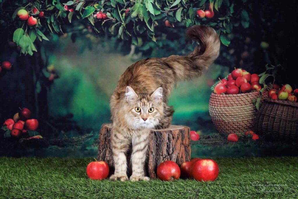 pitomnik-neposeda-main-coon-gde-kupit-kotenka