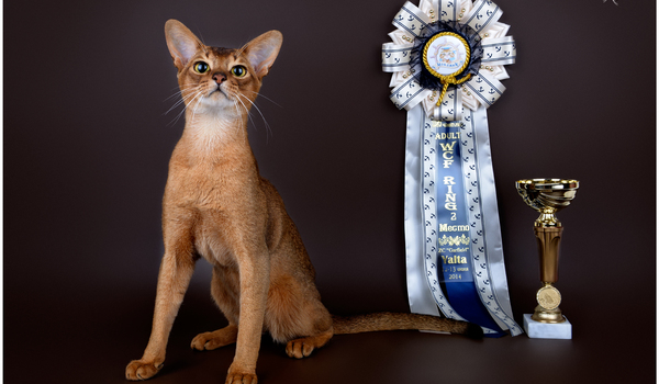 pitomnik-savour-sun-abissinskaya-koshka-kupit-kotenka