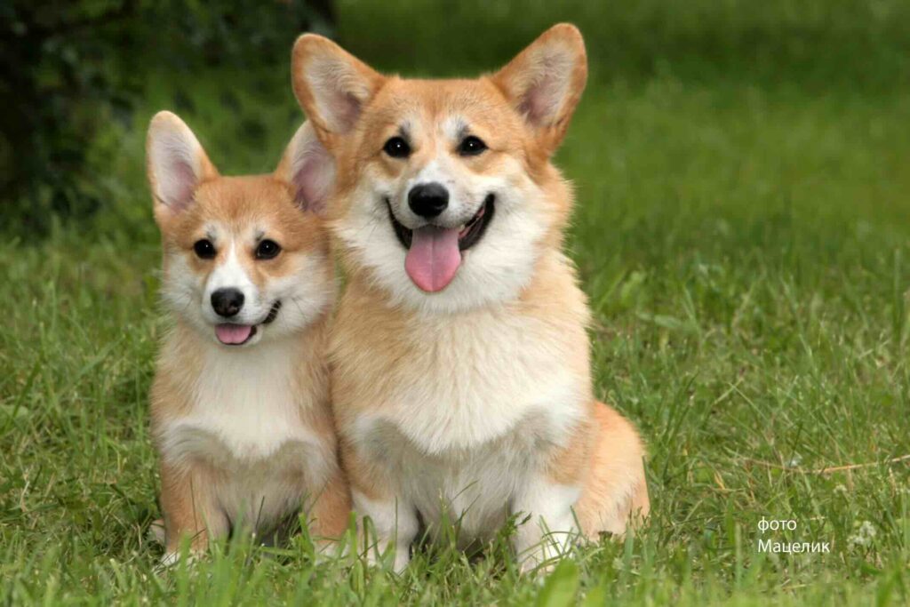 pitomnik-scotchwood-velsh-korgi-prodazha-shchenka