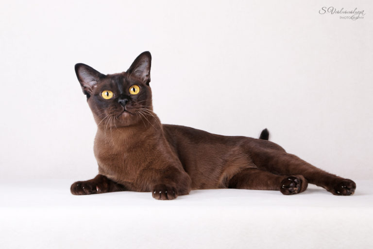 pitomnik-selena-sparks-burmanskaya-koshka-kupit