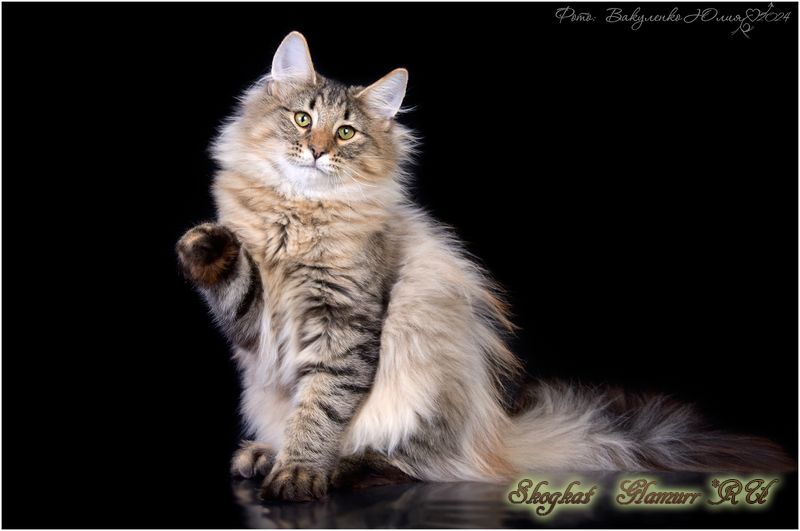 pitomnik-skogkat-glamurr-kupit-kotenka