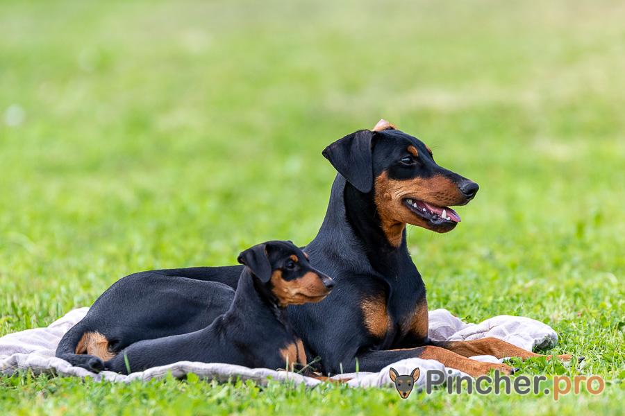 pitomnik-sobak-pincherino-pincher-kupit-sobaku