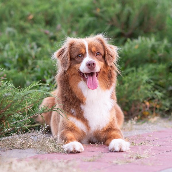 pitomnik-sobak-puraido-mini-aussi-kupit-shchenka