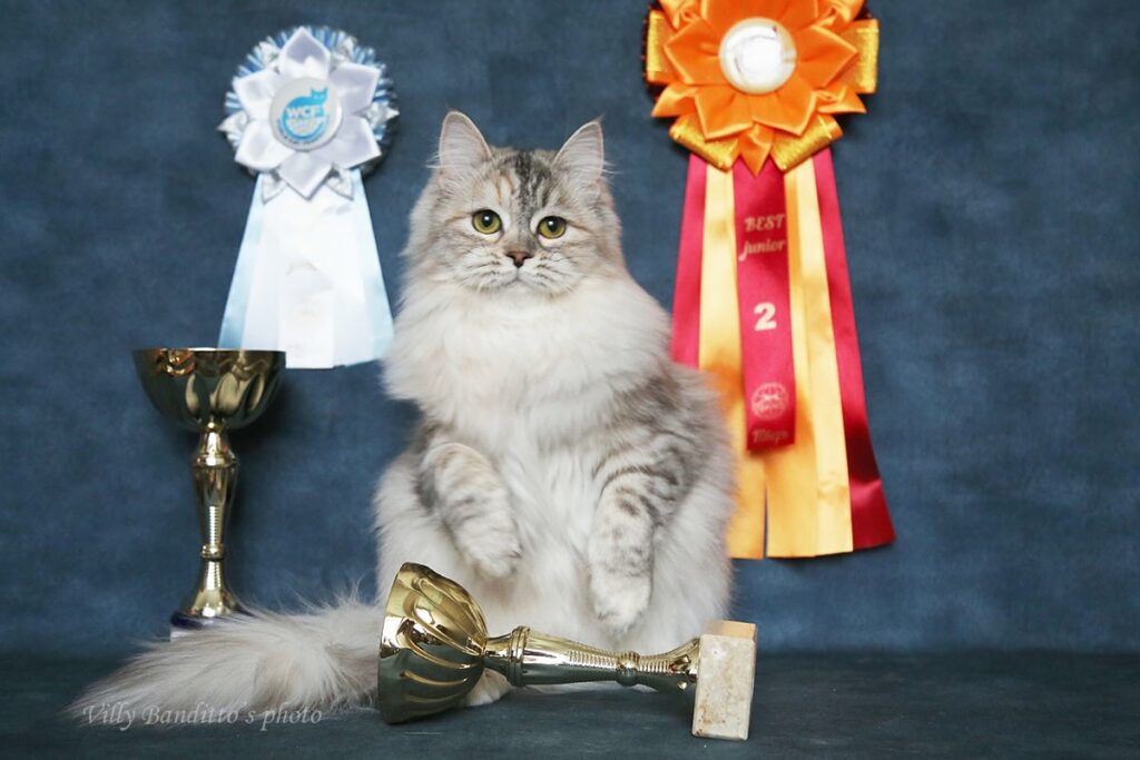 pitomnik-tverknyazhestvo-sibirskaja-koshka-kupit