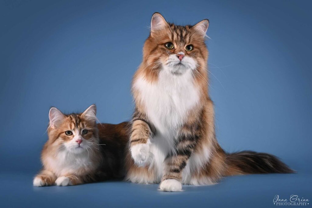 pitomnik-verooka-sibirskaja-koshka-kupit-kotenka-nedorogo