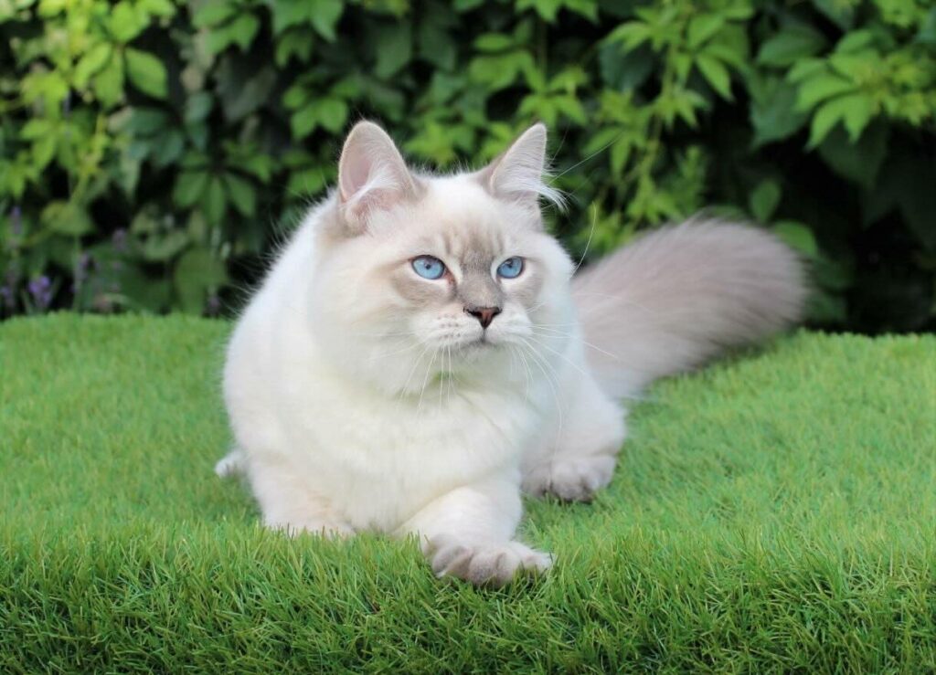 pitomnik-zagadka-sibiri-nevskaya-maskaradnaya-koshka-prodazha