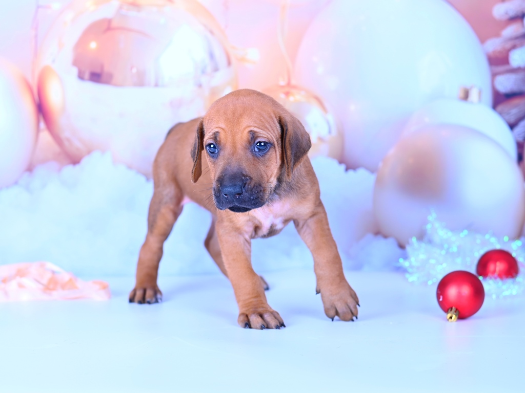 rodeziiskii-ridzhbek-iz-pitomnika