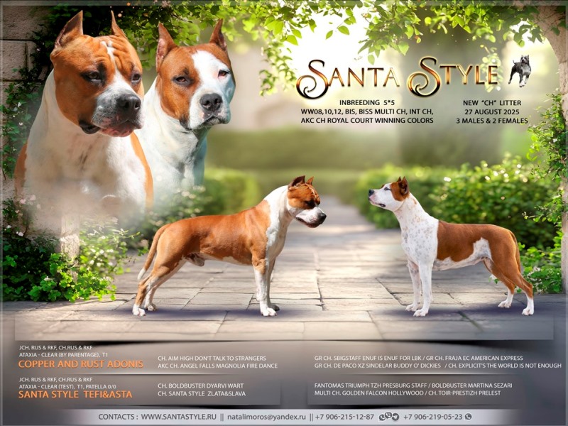 santa-stil-pitomnik-toj-fokstererov-objavlenie-o-prodage-sobak-1