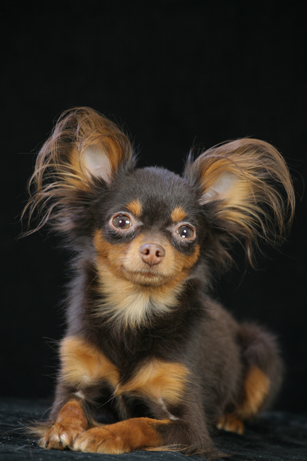 sher-pitomnik-russkih-toj-tererov-prodaga-sobaki-1