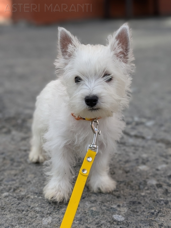 shhenok-ateri-maranti-pitomnik-uajt-tererov-kupit-shhenkov-1