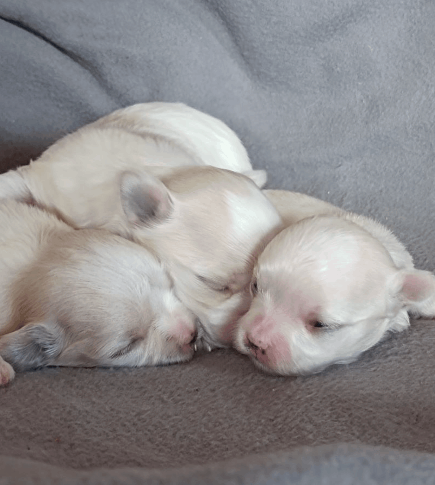 shhenok-gentle-kss-pitomnik-malteze-kupit-shhenkov-4