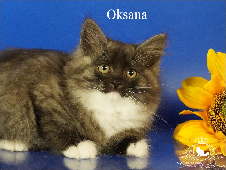 sibirskaya-koshka-prodazha-kotenka