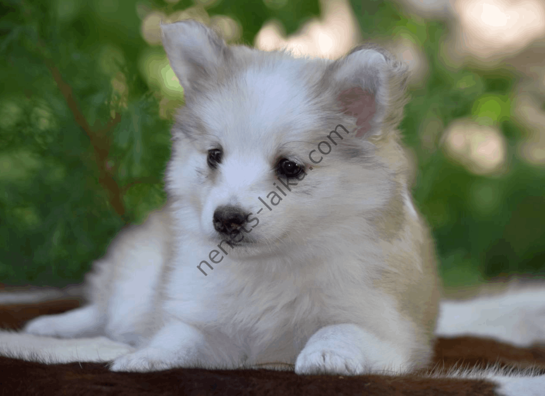 sobaka-Unmay-no-Akay-Ito-pitomnik-neneckoj-lajki-kupit-shhenkov-2