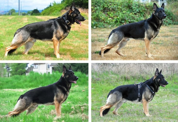 sravnenie-korpusa-i-spiny-ovcharki-razlichiya