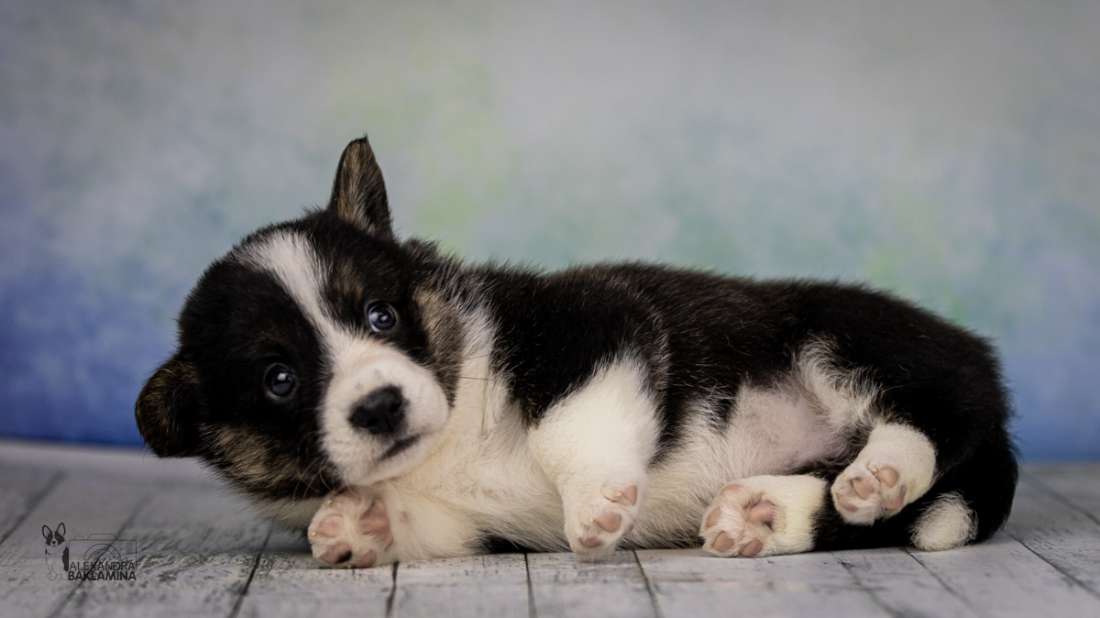 terra-silvero-pitomnik-velsh-korgi-kardigan-prodaga-shhenkov