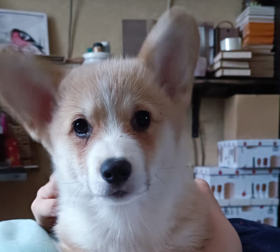 velsh-korgi-pembrok-kupit-shchenka