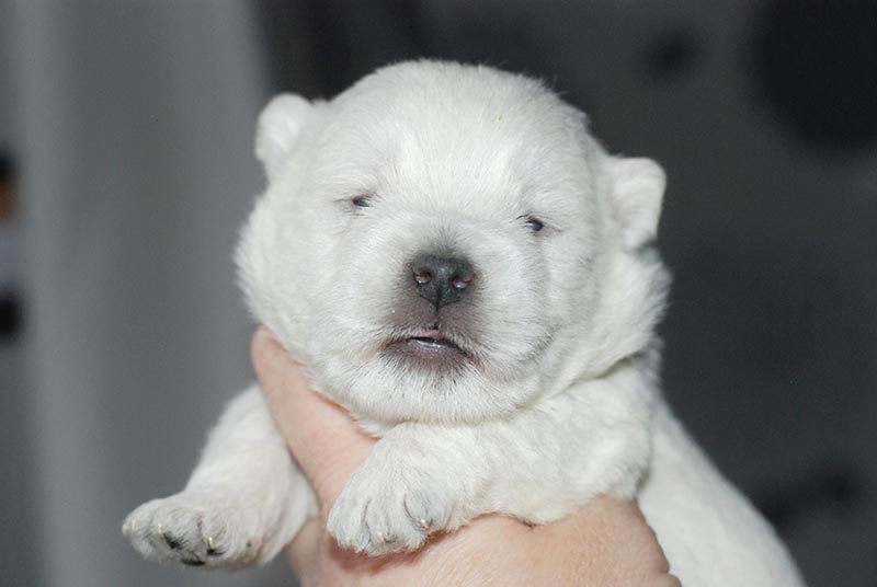 vest-haylend-uayt-terer-kupit-shchenka