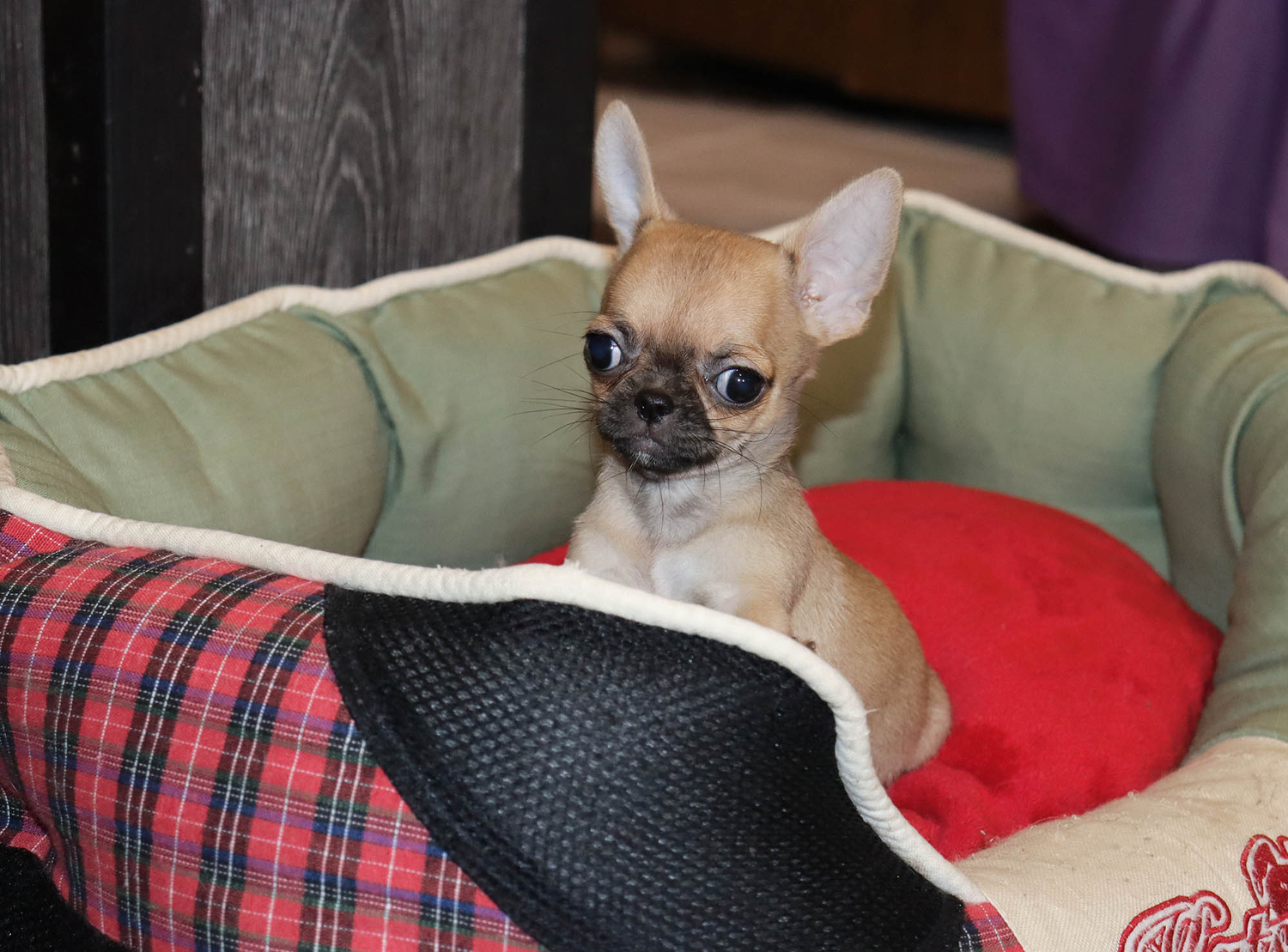 vflentra-star-pitomnik-pomeranskih-shpicev-objavlenie-o-prodage-sobak-1