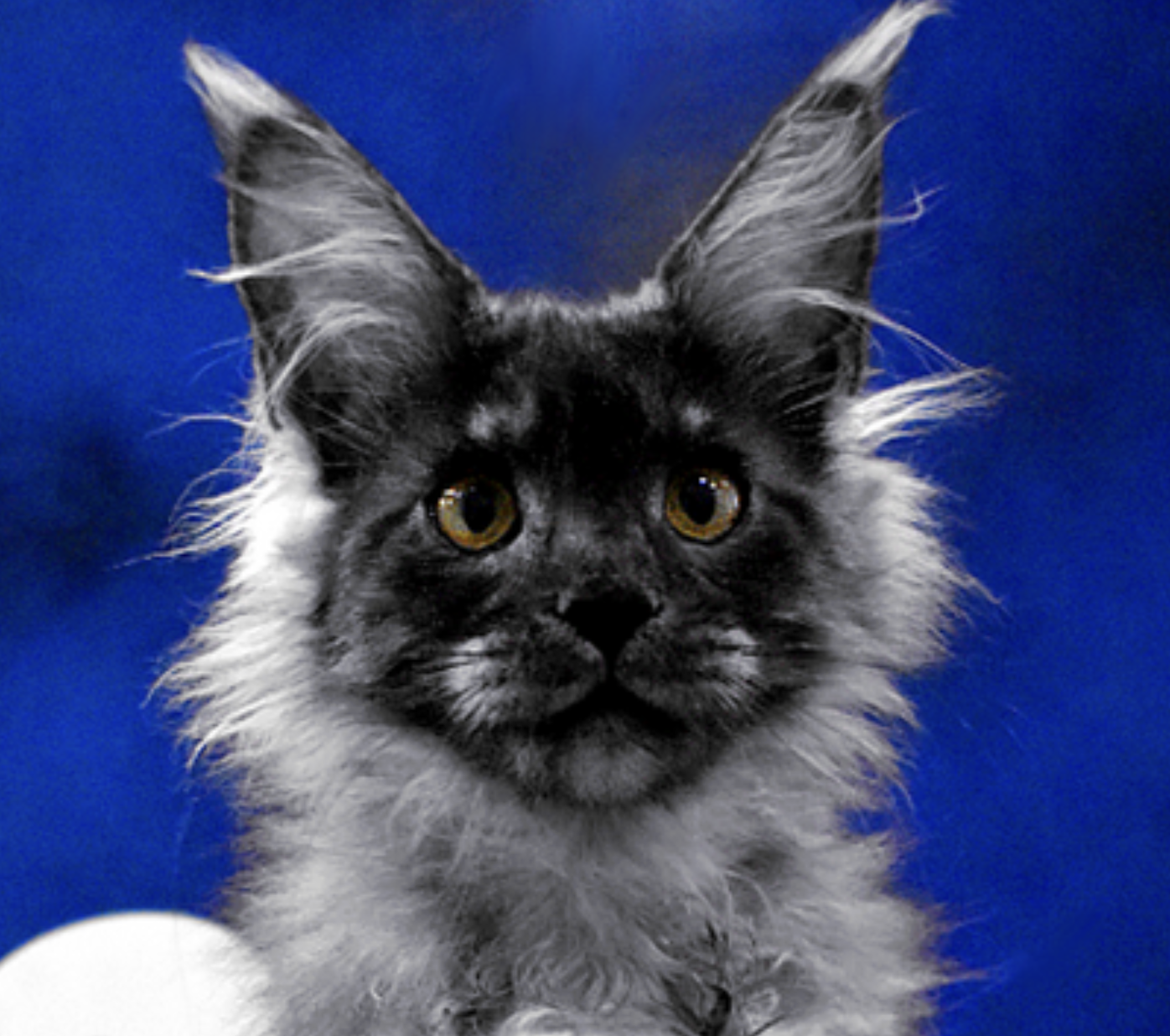 vorkun-pitomnik-mejn-kunov-prodaga-koshek-4