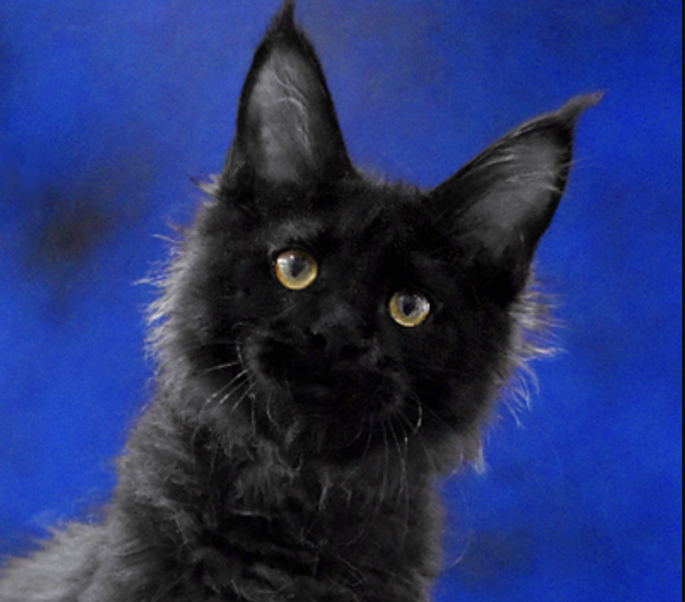 vorkun-pitomnik-mejn-kunov-prodaga-koshki