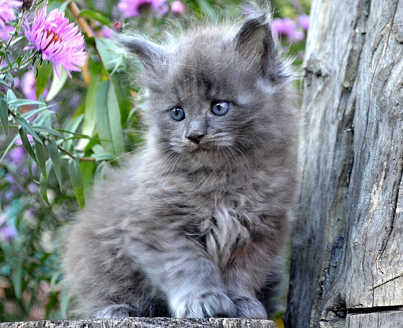 vorkun-pitomnik-mejnunov-prodaga-kotjat