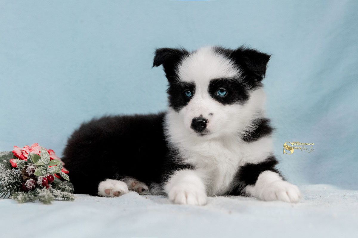 yakutskaya-laika-kupit-shchenka-porodistogo