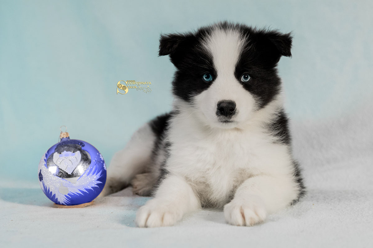 yakutskaya-laika-kupit-shchenka