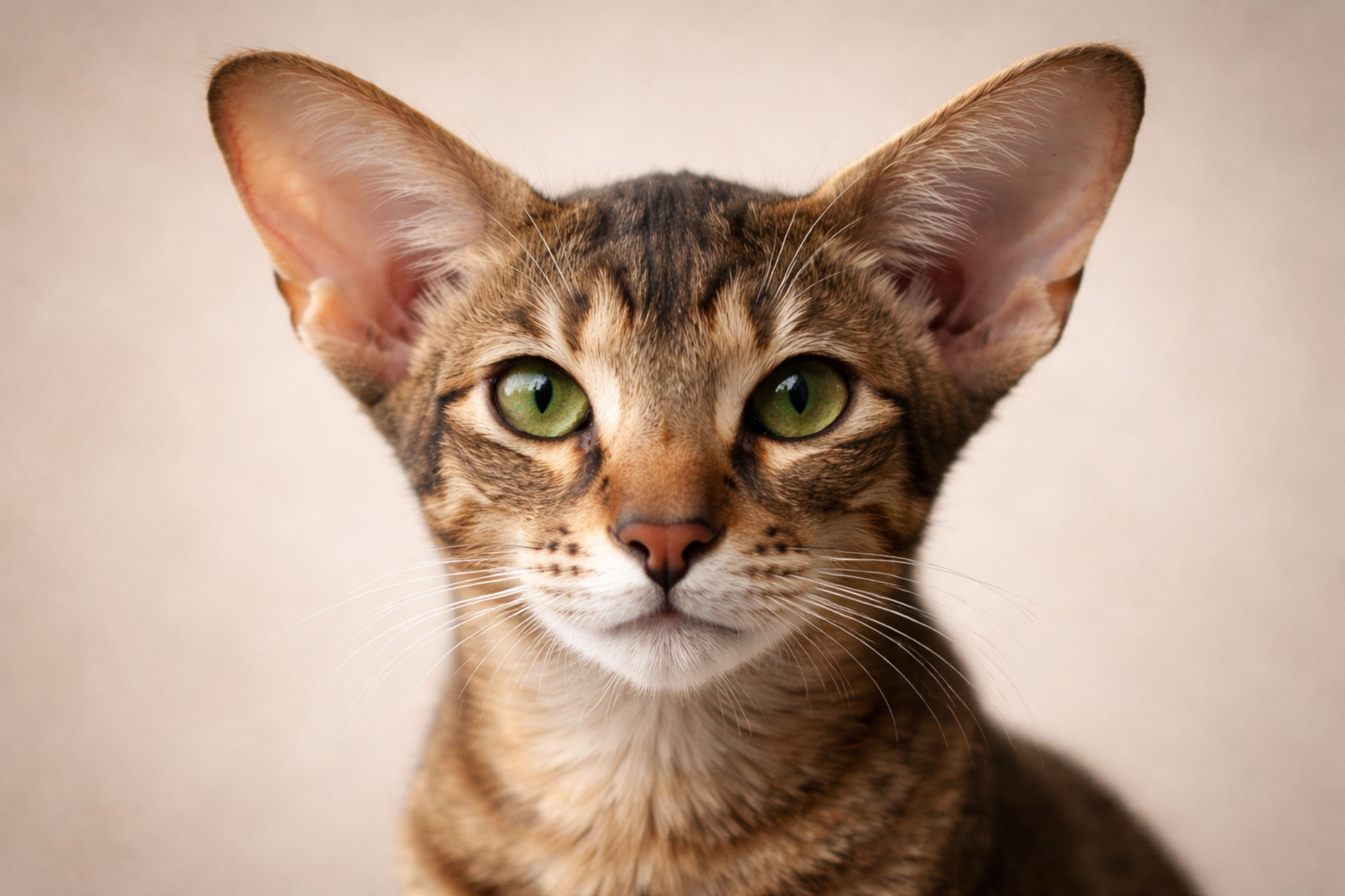 zelenye-glaza-orientalnoy-koshki