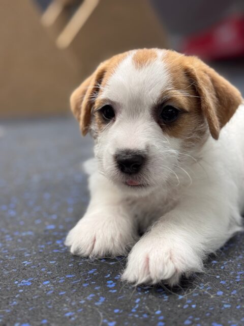 Algrafs-pitomnik-dgek-rassel-tererov-kupit-shhenka