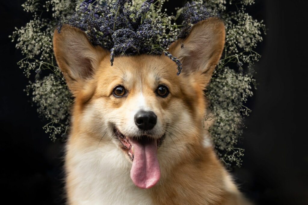 AltaiR s-Vision-pitomnik-velsh-korgi-prodaga-shhenkov