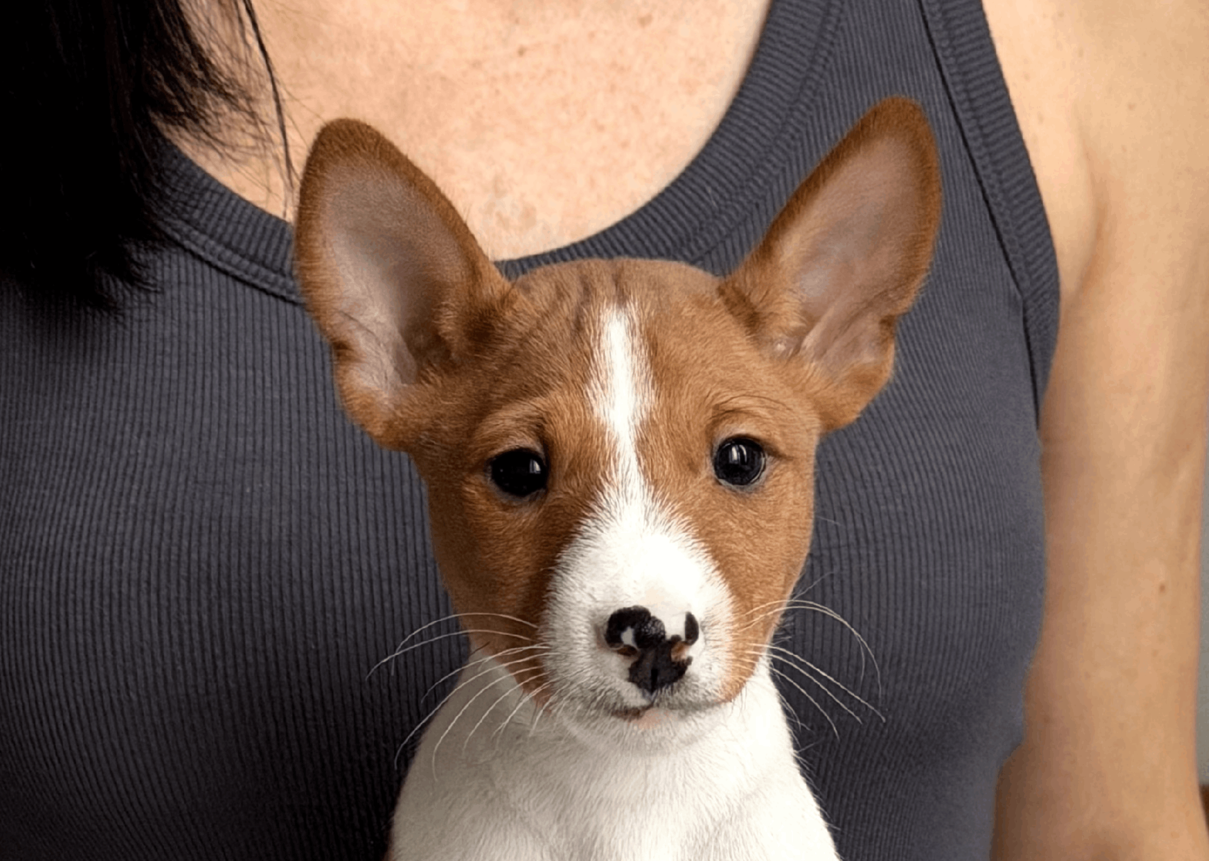 Arcana-Africana-pitomnik-basendgi-kupit-shhenka