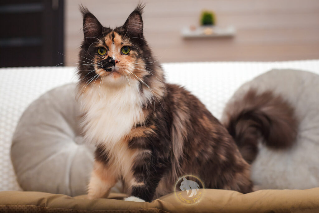 Arcanum-Pride-pitomnik-mejn-kunov-prodaga-kotenka