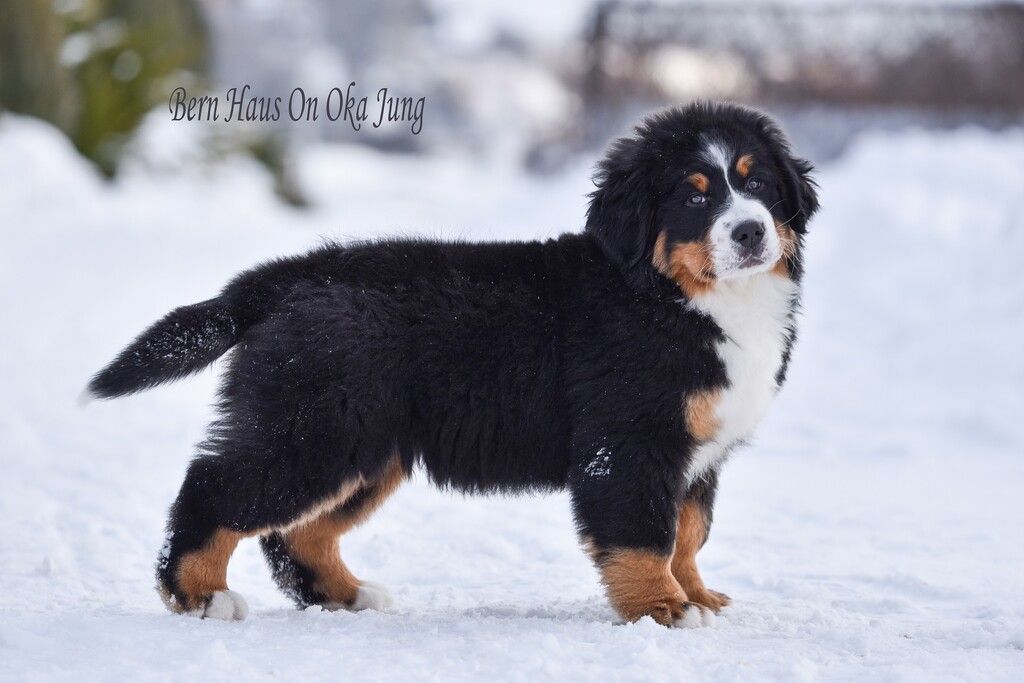 BERN-HAUS-ON- OKA-pitomnik-bernskih-zennenhundov-kupit-sobak-1
